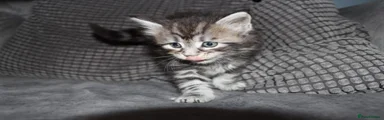 Silver tabby girl