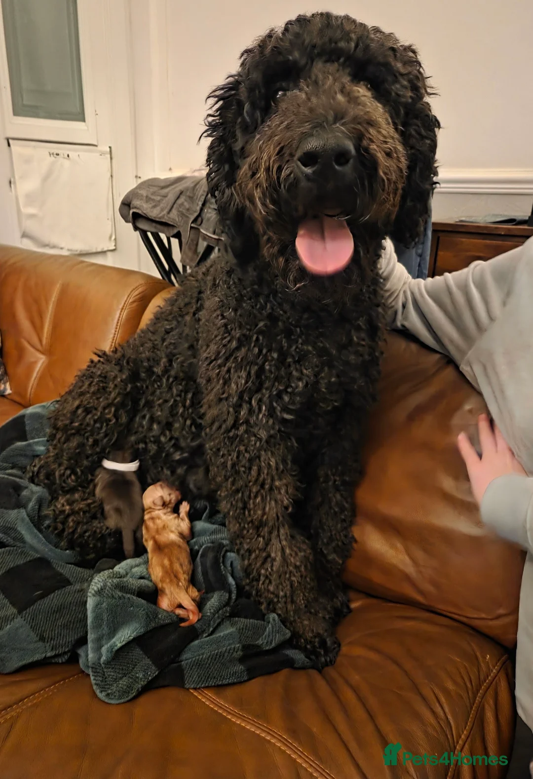Labradoodle dogs for sale: ONLY 2 GIRLS LEFT- HOME RAISED LABRADOODLE READY  - Advert 2