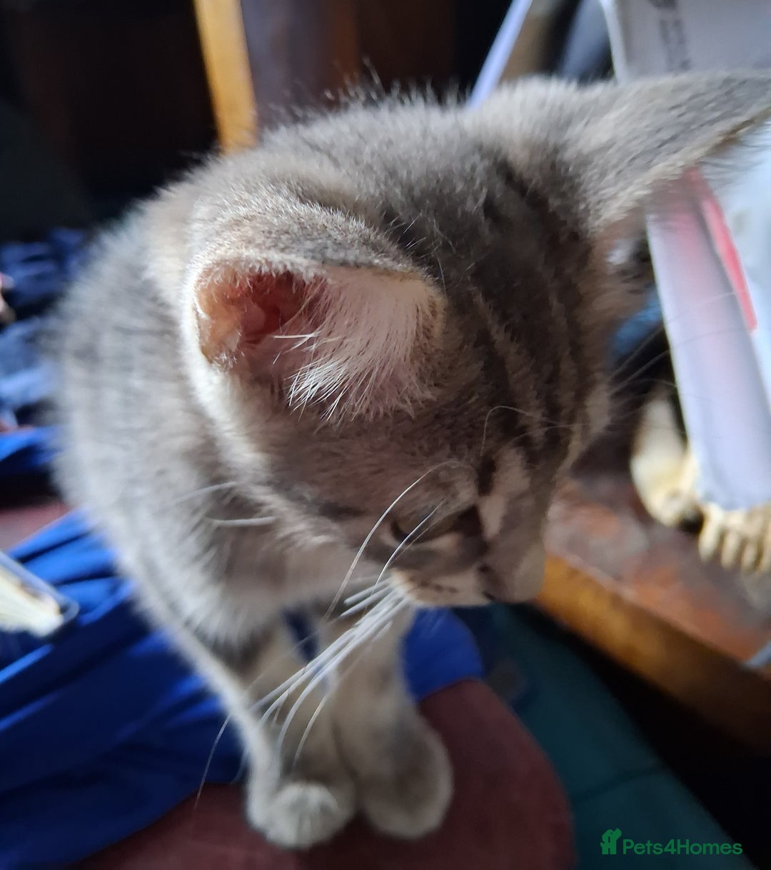 Mixed Breed cats for sale: Awesome Spotty Dotty Silver  Blue Bengal x Kittens - Image 14