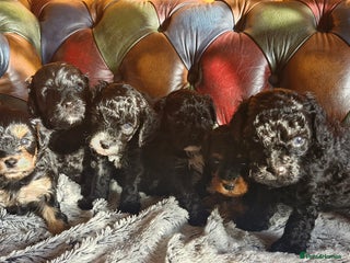 Cavapoo dogs Gorgeous F1b Cavapoo puppys Health tested parents - Advert 18