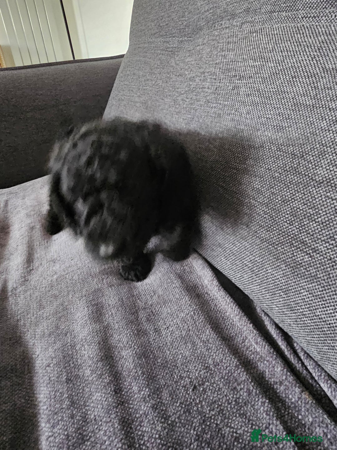 Cockapoo dogs for sale: Beautiful f2b cockapoos  - Image 2