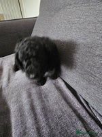 Cockapoo dogs - Advert 6