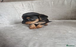 Mixed Breed dogs for sale: Four Little Ones:Sweet Female Puppies Seeking Home - Image 21