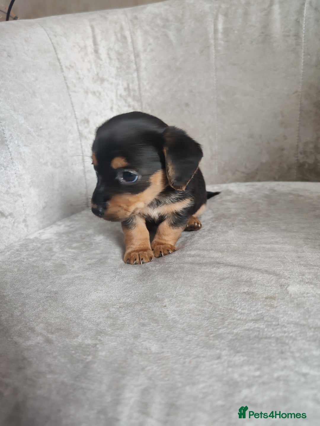 Mixed Breed dogs for sale: Four Little Ones:Sweet Female Puppies Seeking Home - Image 21