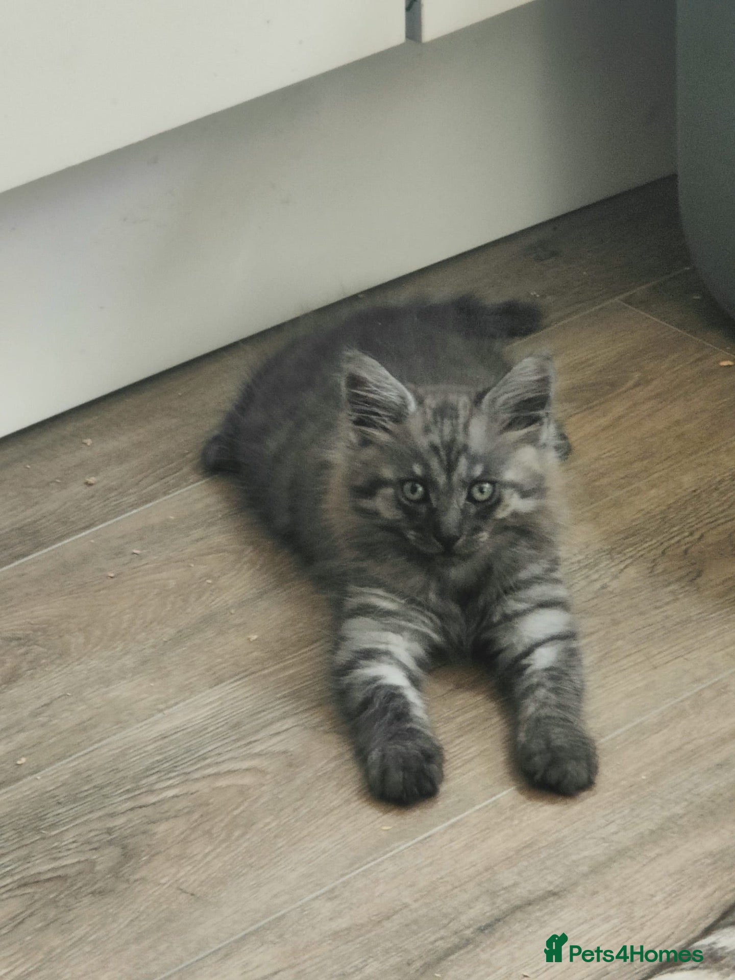 Mixed Breed cats 🐾 6 BEAUTIFUL KITTENS LOOKING FOR LOVING HOMES 🐾 - Advert 9