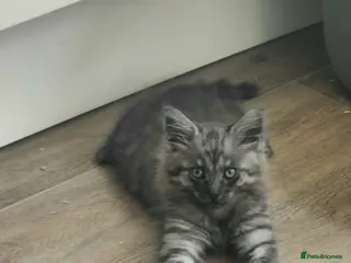 Mixed Breed cats 🐾 6 BEAUTIFUL KITTENS LOOKING FOR LOVING HOMES 🐾 - Advert 9