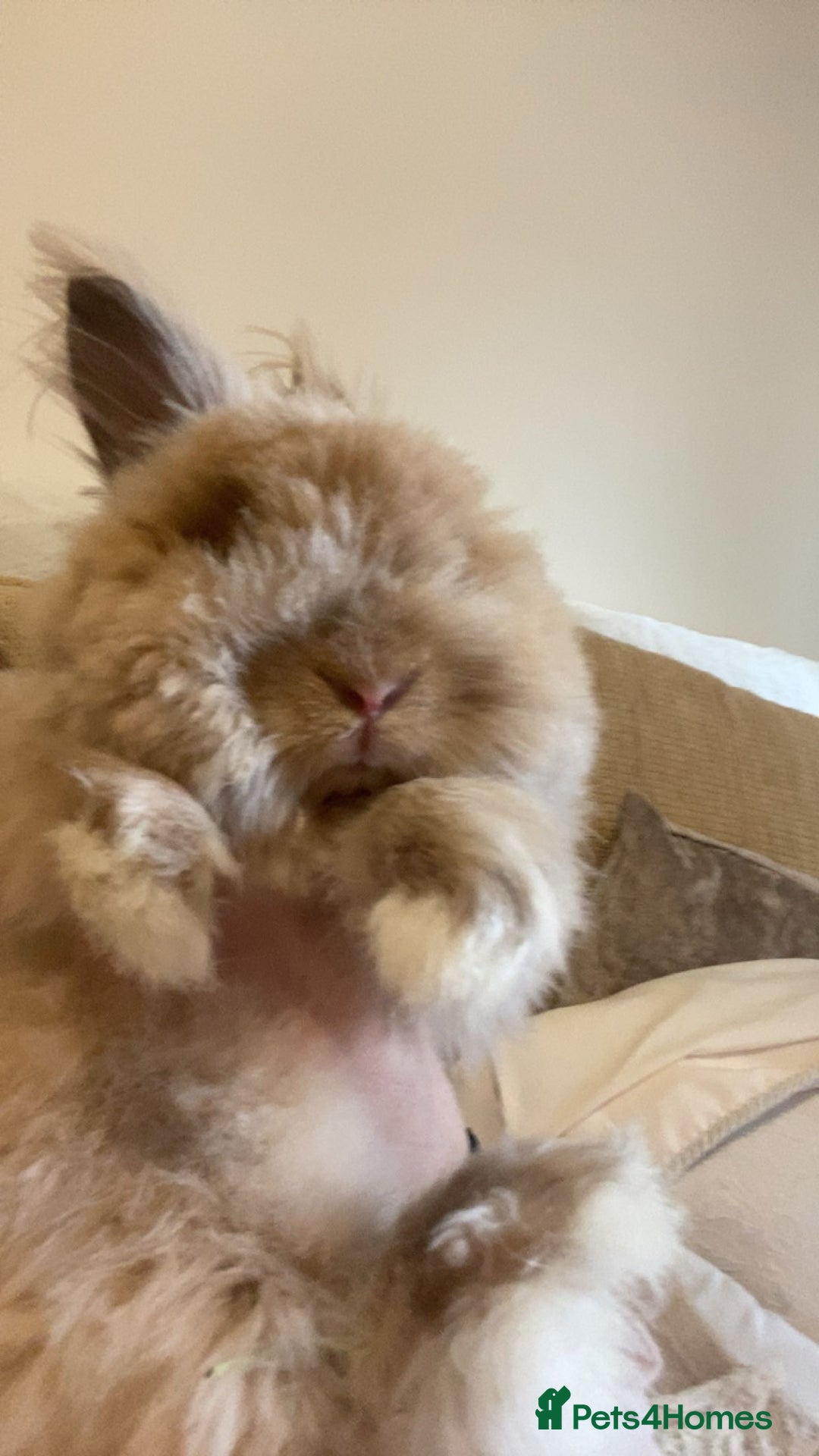 Mini Lion Lop rabbits for sale: Male mini lion lop  - Advert 3