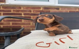 Miniature Dachshund dogs for sale: Miniature Dachshund - Image 5