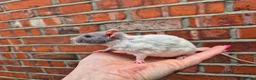 Rat rodents for sale: Various male and female rats  - Advert 11
