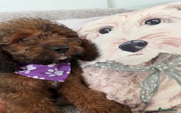Cockapoo dogs for sale: 6 Beautiful, f1b fully DNA &HEATH CLEAR PARENTS.  - Image 9