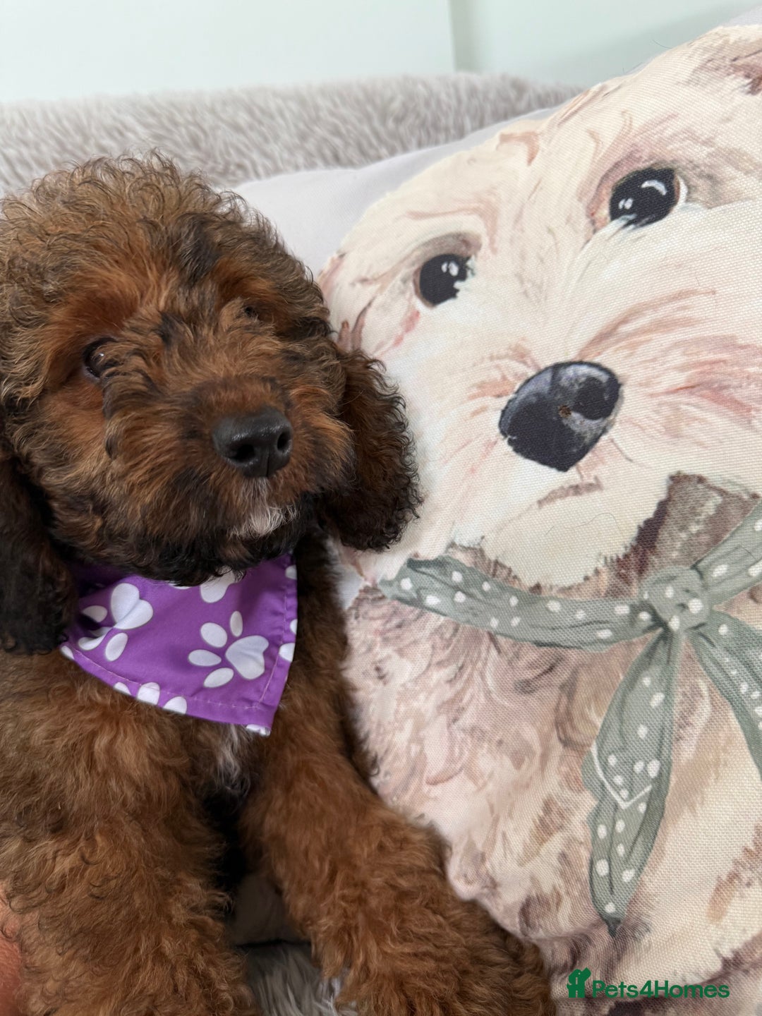 Cockapoo dogs for sale: 6 Beautiful, f1b fully DNA &HEATH CLEAR PARENTS.  - Image 9