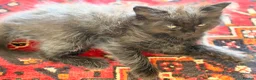 British Longhair cats for sale: Gorgeous British Long Hair X Ragdoll kittens  - Advert 16