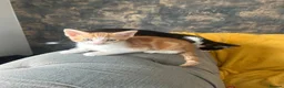 Mixed Breed cats for sale: GORGEOUS KITTENS  - Advert 5