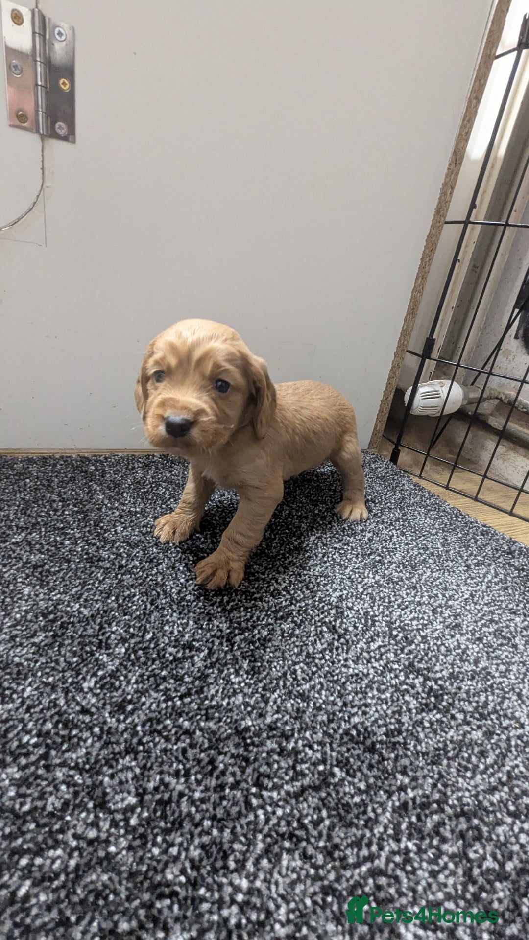 Cocker Spaniel dogs for sale: Adorable Working-Type Cocker Spaniel puppies - Advert 19