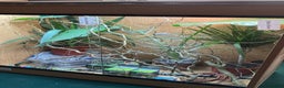 Chameleon reptiles for sale: Yemen Chameleon + Vivarium Setup Kit - Advert 5