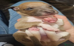 Italian Greyhound dogs for sale: Italian Greyhound Puppies - Kennel Club Registered - Image 5