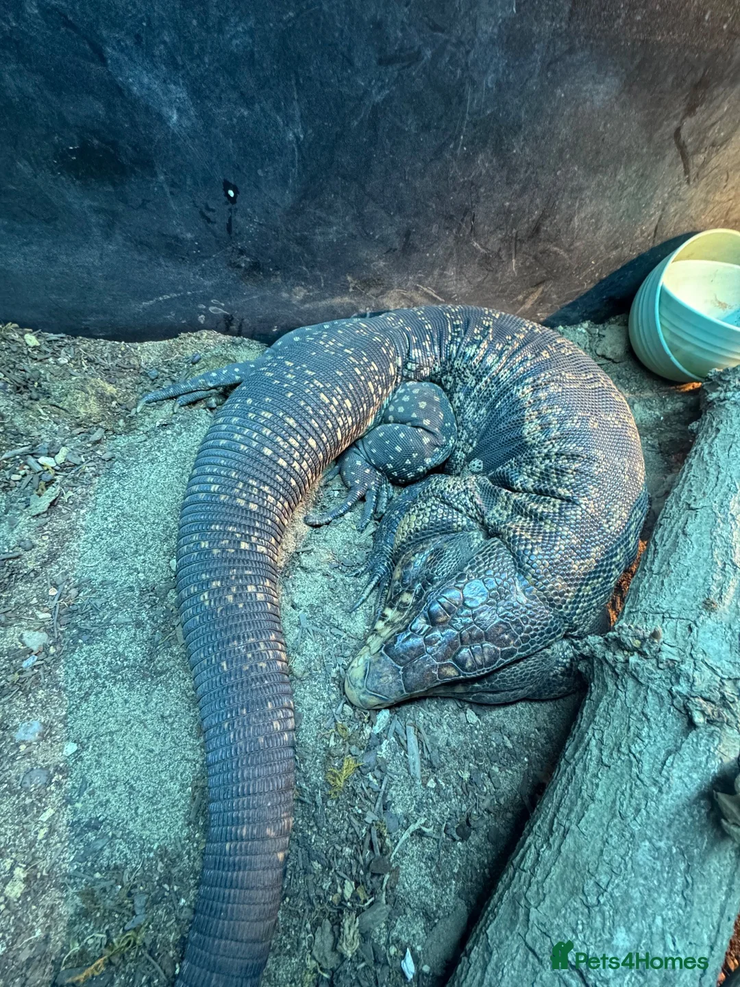 Lizard reptiles for sale: Tegu for sale - Advert 7