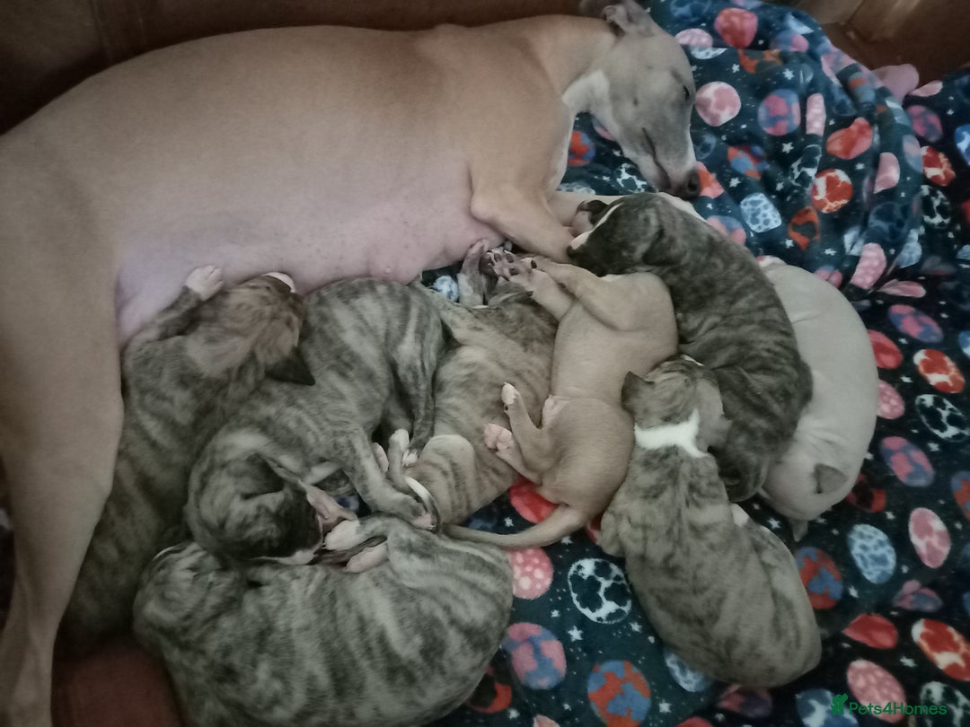 Whippet dogs for sale: Top Class Whippet Puppies - Image 16