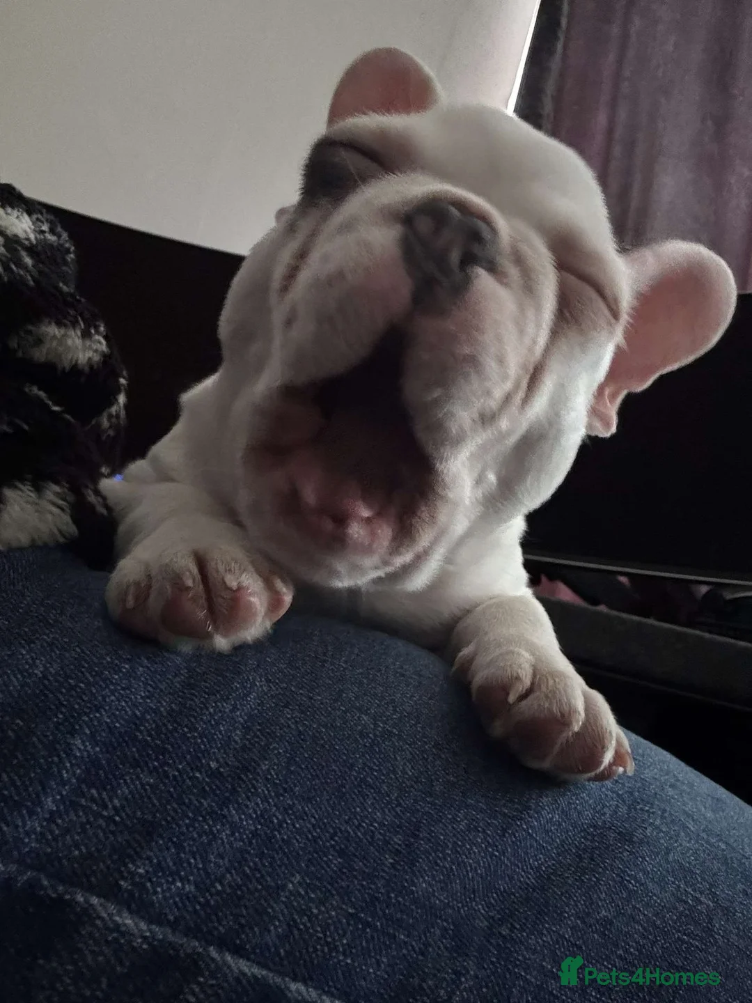 French Bulldog dogs for sale: Male French bulldog  - Advert 4