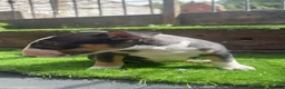English Bull Terrier dogs for sale: 4 BEAUTIFUL ENGLISH BULLS - Advert 7