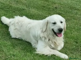 Golden Retriever dogs for stud: KC GOLDEN RETRIEVER STUD FROM SHOW CHAMPIONS in Carmarthen - Advert 3