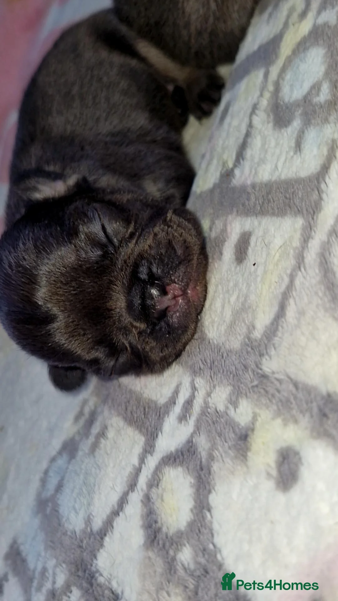 French Bulldog dogs for sale: Frenchie 🐾🐾 last little girl  - Advert 20