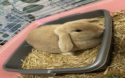 Mini Lion Lop rabbits for sale: Male and female mini lop - Advert 7