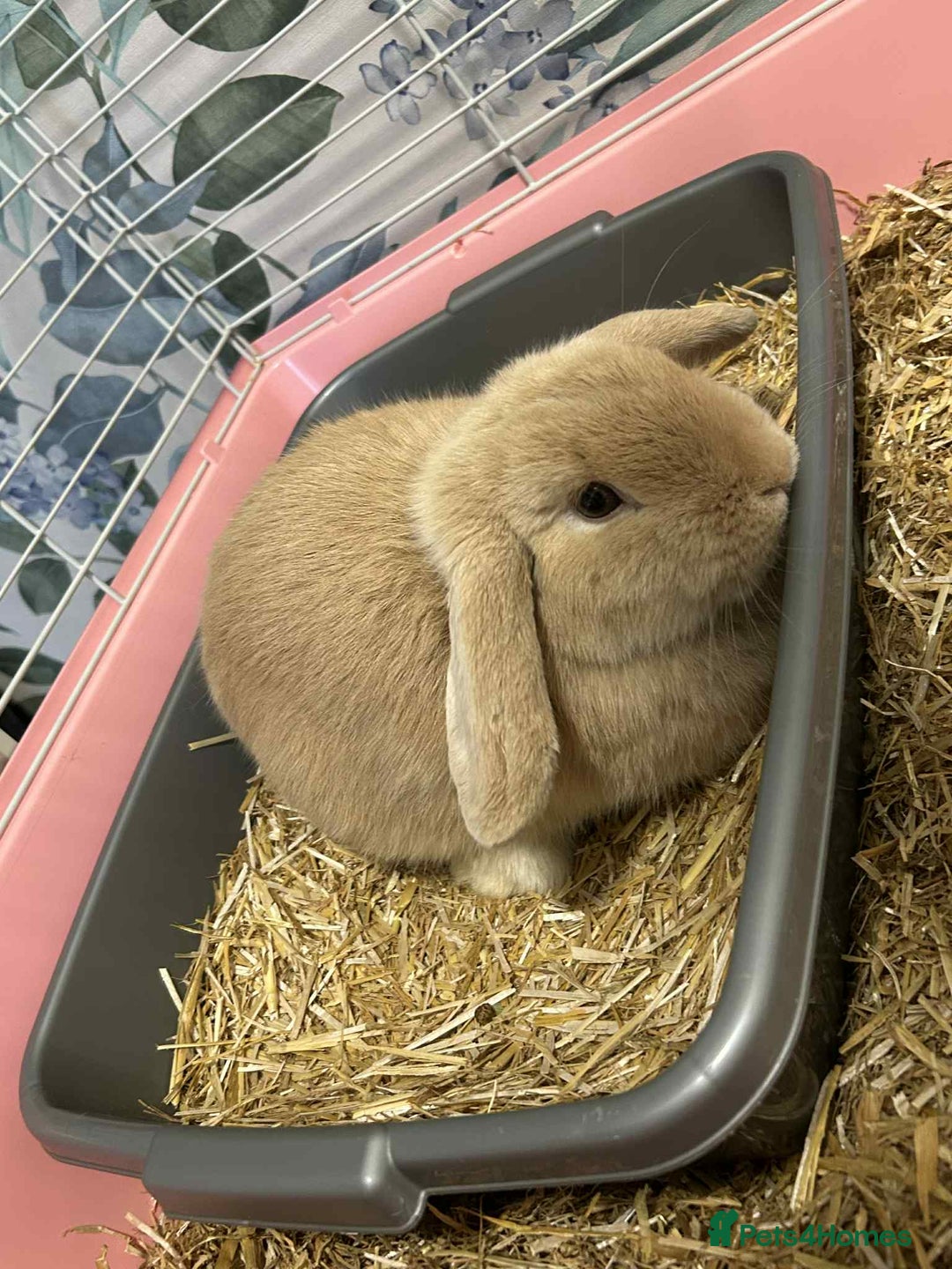 Mini Lion Lop rabbits for sale: Male and female mini lop - Advert 7