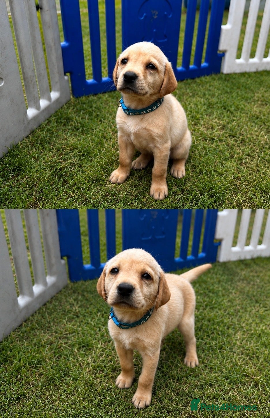 Labrador Retriever dogs ONLY 3 LEFT 🐾 STUNNING FAMILY KC LABRADORS  - Advert 2