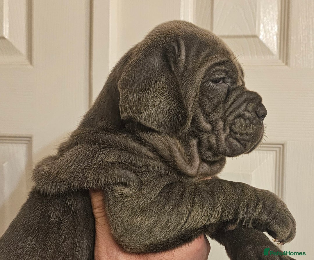 Neapolitan Mastiff dogs for sale: Makaevo Puppies - Advert 2