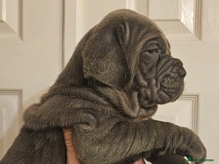 Neapolitan Mastiff dogs Makaevo Puppies - Advert 4