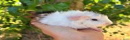 Guinea Pig rodents for sale: LOTS !!! very loving baby boy guinea pigs 🩵 - Advert 16