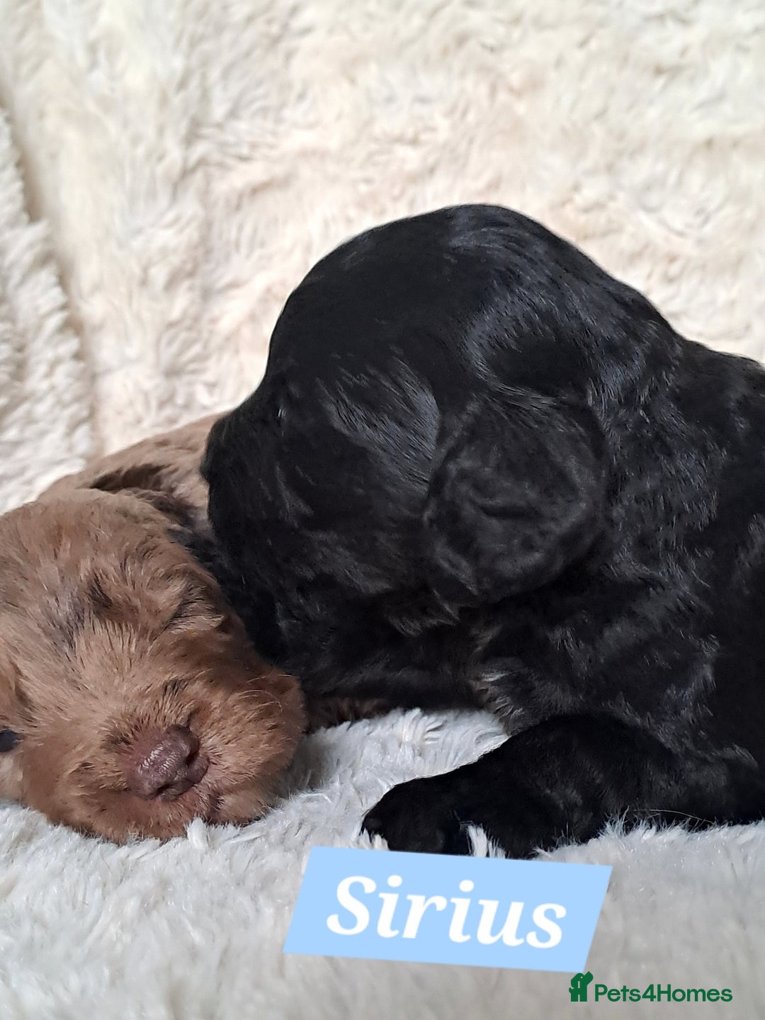 Cockapoo dogs for sale: F1 Cockapoo puppies  - Image 5