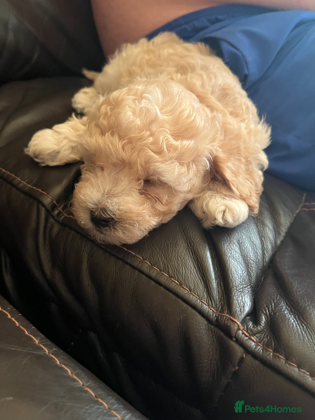 Poochon dogs for sale: 2 poochon girls available  - Image 8