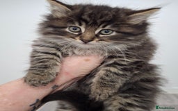 Maine Coon cats for sale: Absolutely Stunning Part Maine Coon Kittens - Advert 22