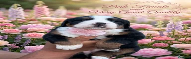 Bernese Mountain Dog 6