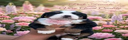 Bernese Mountain Dog dogs for sale: Bernese mountain Puppy  - Advert 7