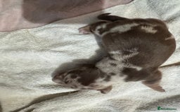 Miniature Dachshund dogs for sale: 6 Miniature Dachshund babies - Image 13