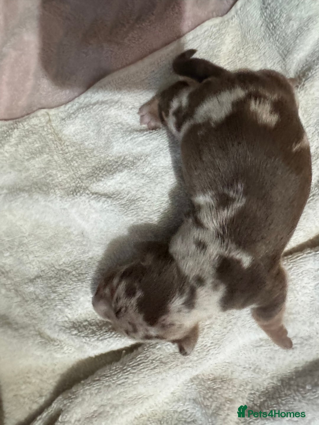 Miniature Dachshund dogs for sale: 6 Miniature Dachshund babies - Image 13