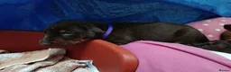 Dobermann dogs for sale: Dobermann puppies - Advert 27