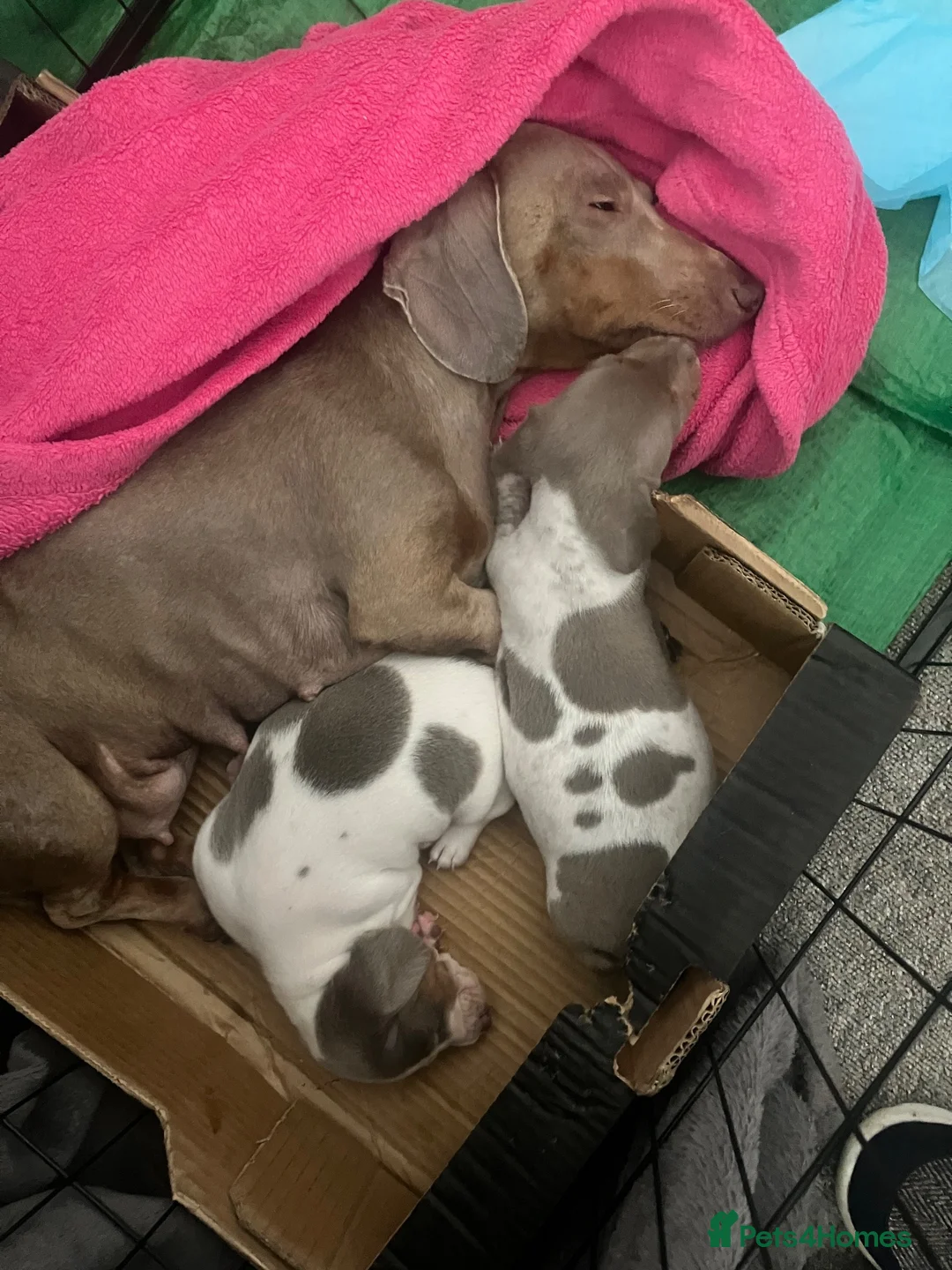 Miniature Dachshund dogs for sale: Lilac piebald miniature dachshund puppies  - Advert 2