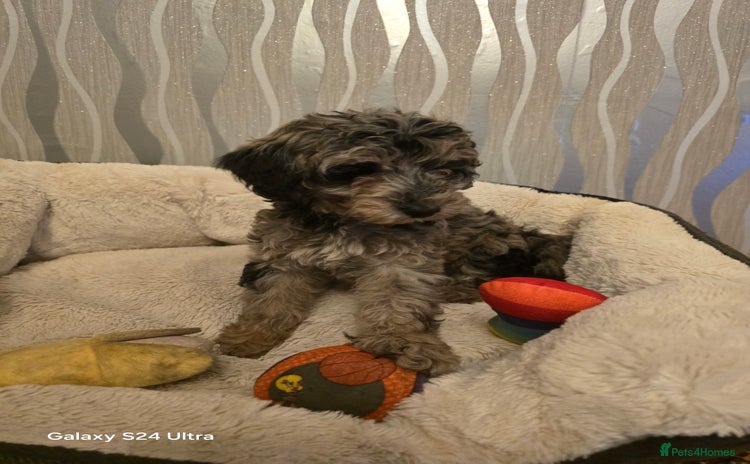 Maltipoo dogs - Advert 2