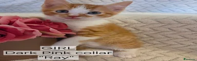 Ray