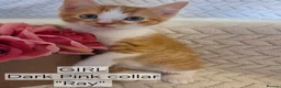 Mixed Breed cats for sale: Beautiful 1/4 maine coon kittens. - Advert 3