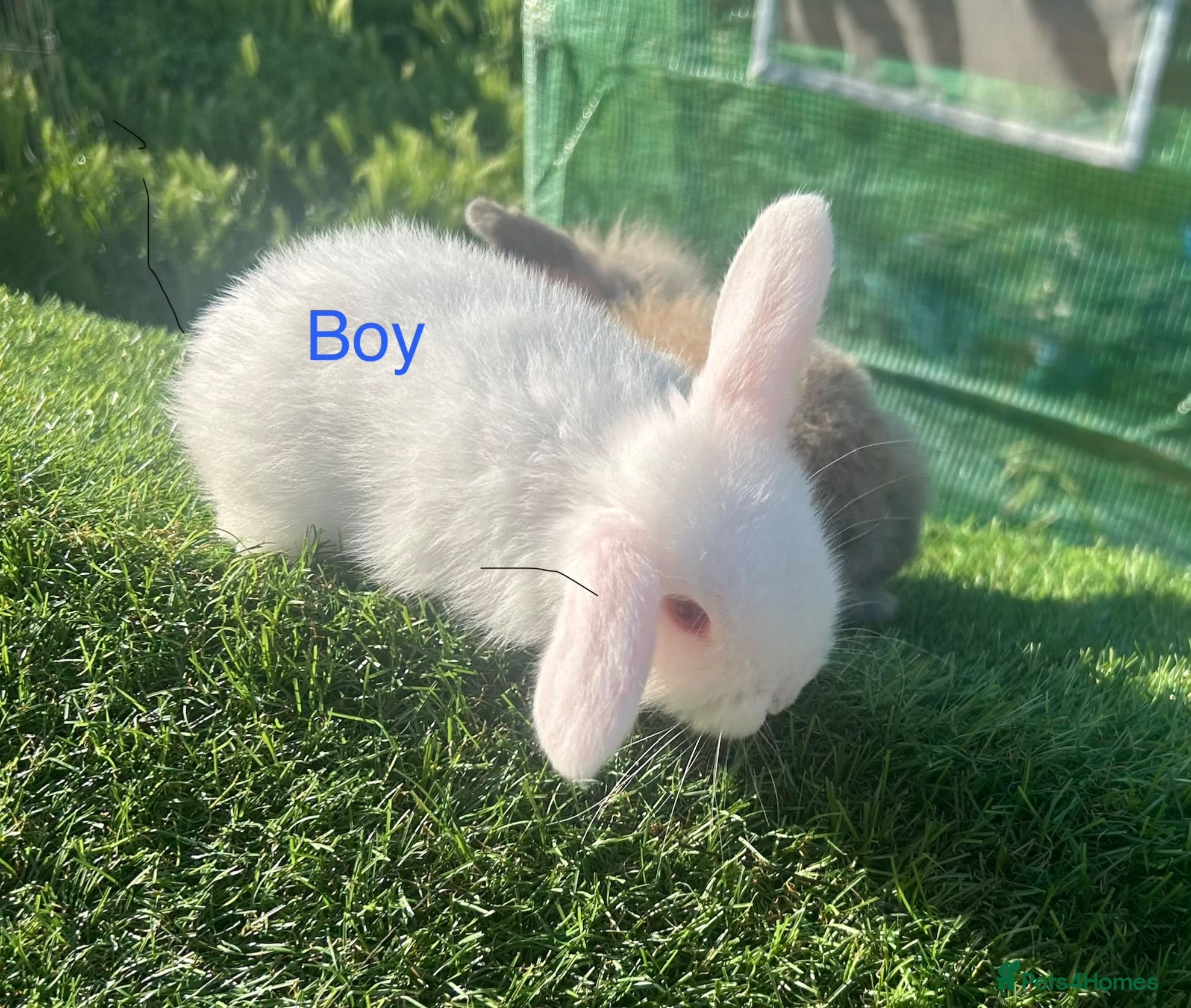 Mini Lion Lop rabbits Mini Lion Lop Rabbits – Ready This Weekend 🐰 - Advert 1
