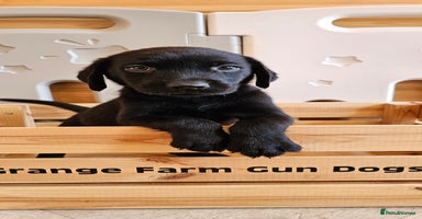 Labrador Retriever dogs - Advert 6