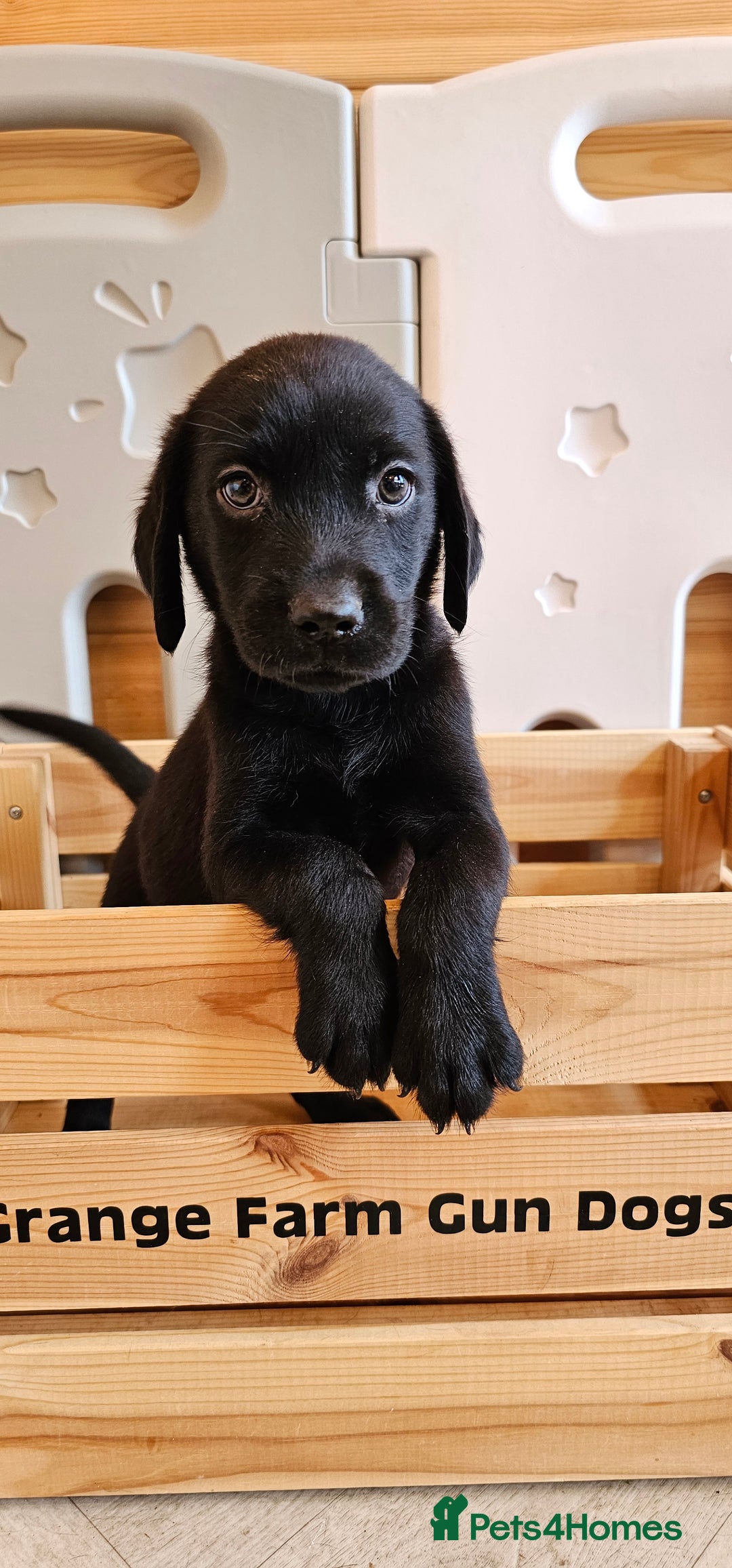Labrador Retriever dogs for sale: THE LAST 4 KC HEALTH TESTED LABS READY TO NOW.  - Image 6