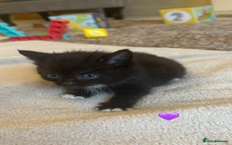 Mixed Breed cats for sale:  Beautiful Mixed-Breed Kittens🐾 - Image 11