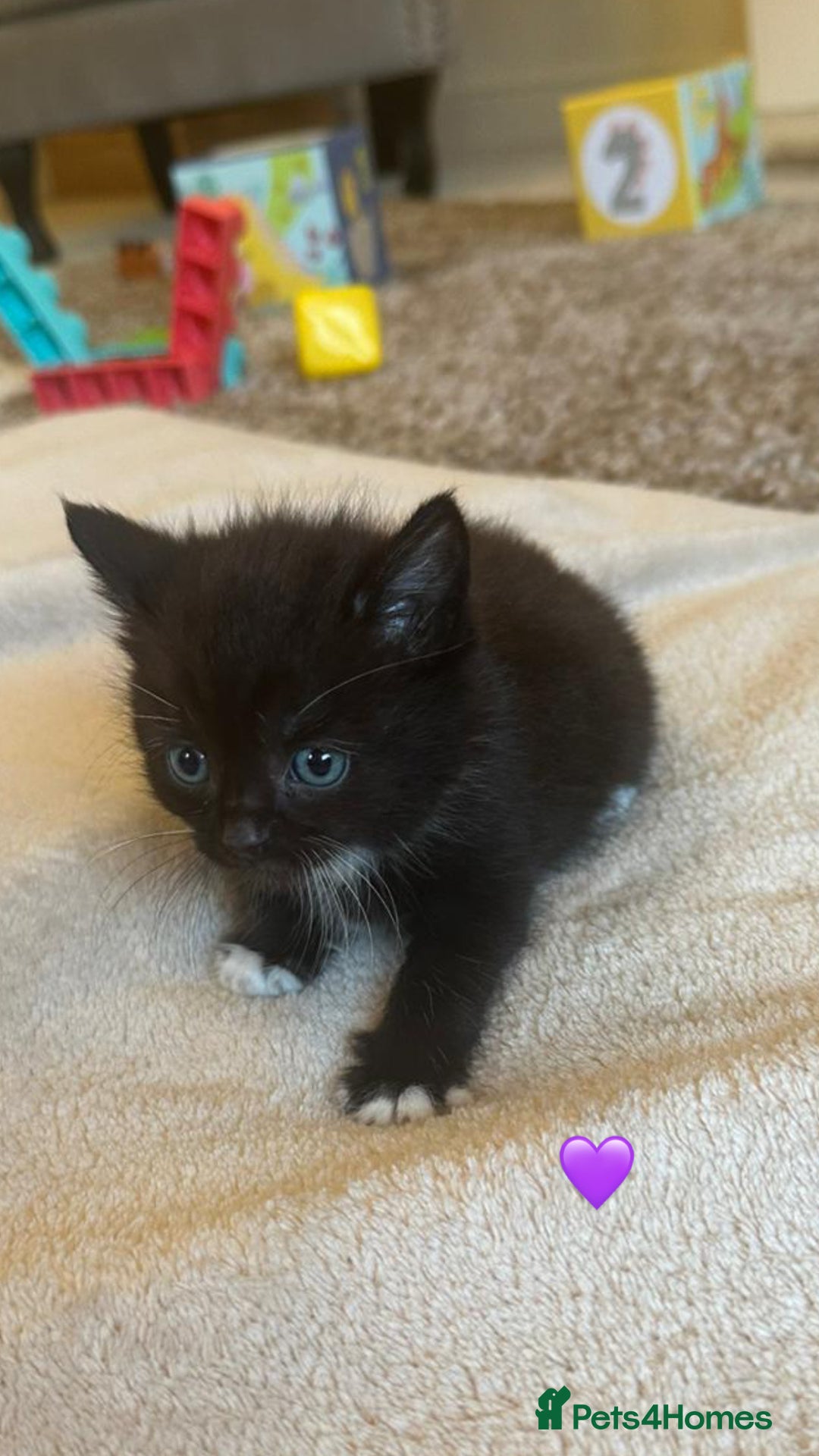 Mixed Breed cats for sale:  Beautiful Mixed-Breed Kittens🐾 - Image 11