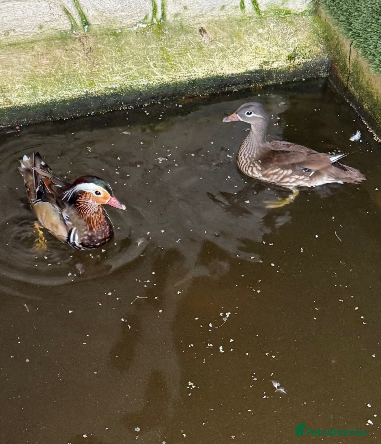 Ducks poultry for sale: Mandarin ducks - Advert 1